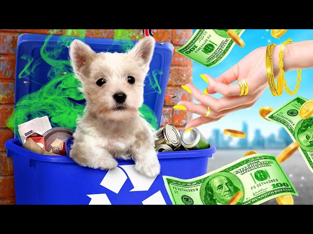 Mi Perro Mágico Concede Deseos || Adoptamos Mascotas