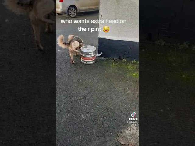dog wees on beer keg extra head then