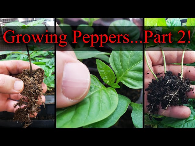 Growing Peppers Part 2 of 3 - The Definitive Guide