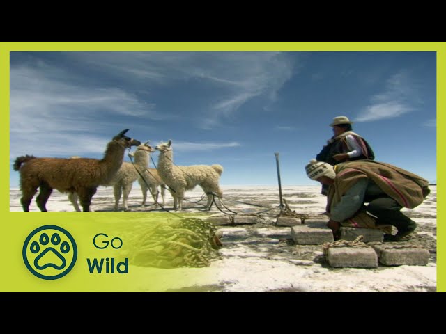 The Andes - World in the Clouds - Wildest Latin America - Go Wild