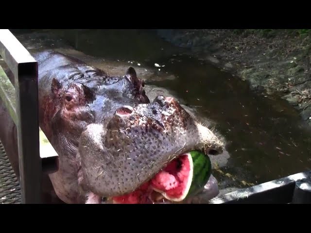 Hippos eating whole watermelon in one bite