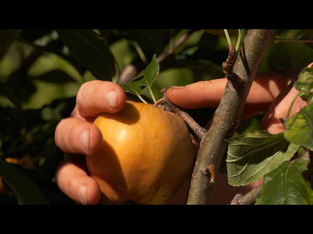 How to Avoid Damaging Your Apple Tree's Fruit Buds When Harvesting Its Fruit