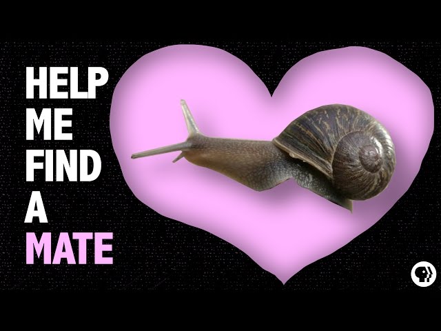 Help a Snail Find True Love!