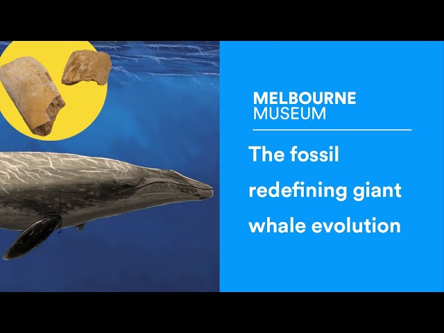 This Australian fossil shows the evolution of giant whales began in the southern hemisphere