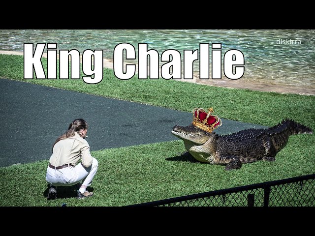 Charlie The New Proclaimed King Of The River | Australia Zoo