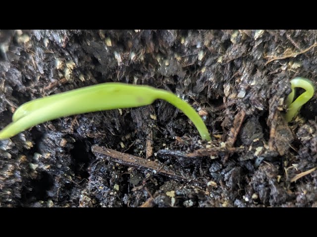 Germinating June plum seed this way is 4 times faster than planting in a pot