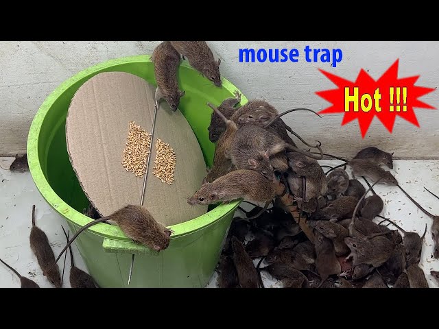 Mouse trap \ Falling into a trap \ The best way to trap mice at home