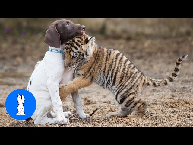 Cute Baby Tiger Cubs Playing - CUTEST Compilation