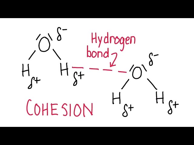 A1.1.3 and A1.1.4 Cohesion and Adhesion of Water