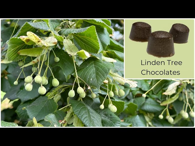 You Can Make Chocolates from the Fruit of Linden Trees!?