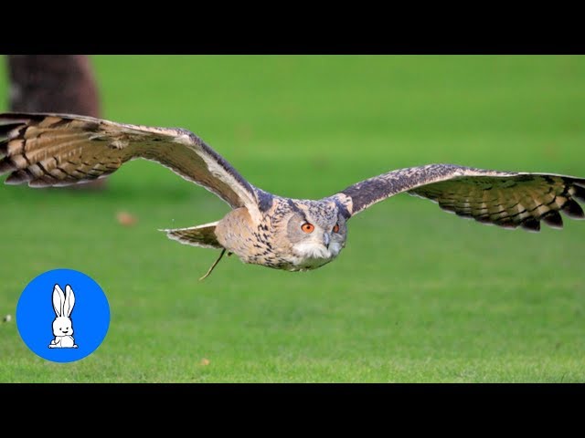 OWLS are the FUNNIEST & CUTEST -  Compilation Video
