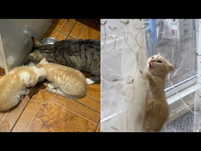 3 Minutes of Adorable Kittens BEST Compilation: Cats Fighting and Meowing kittens play fighting #￼￼