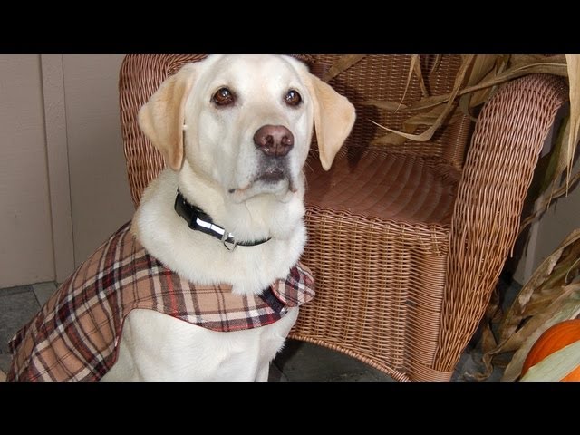 How to Make a Custom Dog Vest (in HD)