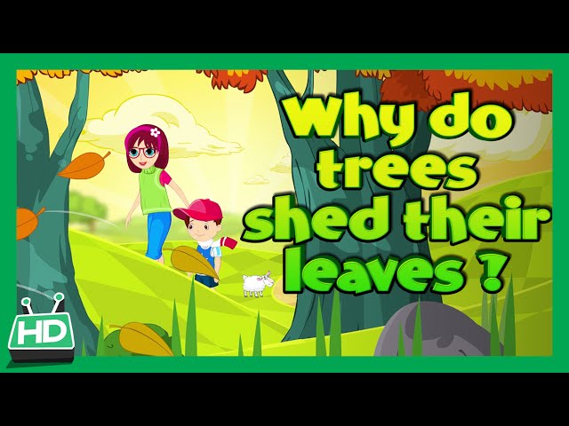 Why Do Trees Shed Their Leaves In Autumn Season?