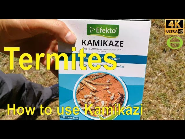 How to reduce harvester termites infestation - Efekto Kamikaze