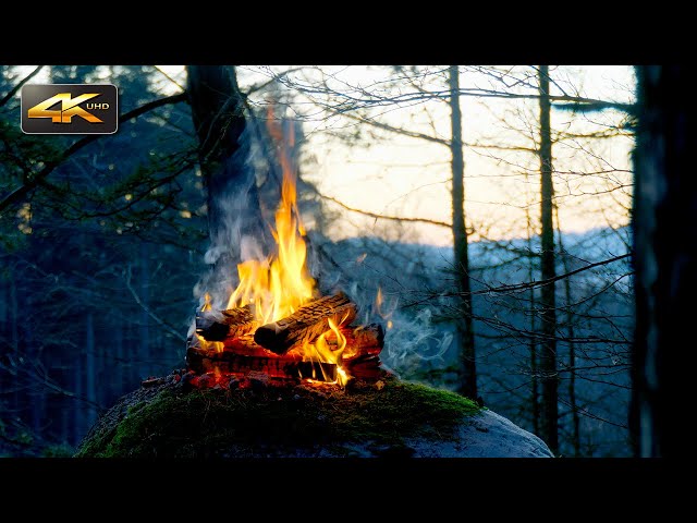Forest Campfire at Sunset🔥🌲Beautiful Natural Scenery to Relax