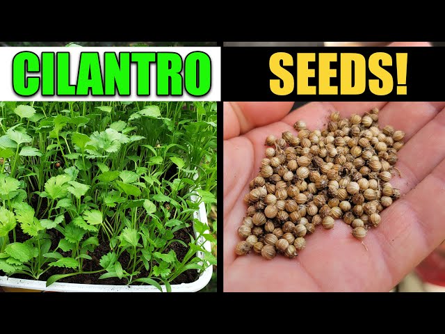 How To Harvest And Save Cilantro Or Coriander Seeds
