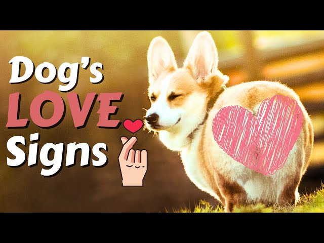 🐕❤️13 Signs your Dog Love you!!!Dog Communication