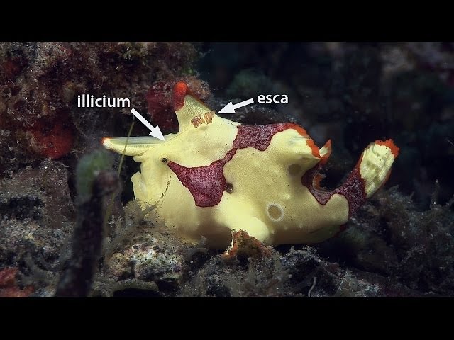 Mucky Secrets - Part 10 - Frogfishes - Lembeh Strait