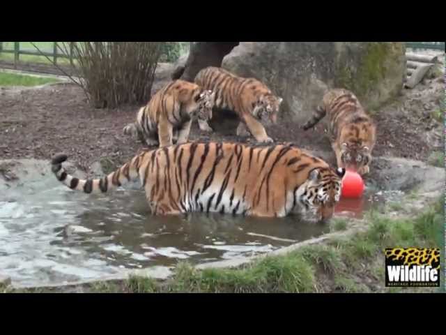 Amur Tiger Cubs (2012)  - six-month-old tiger cubs in the pool!
