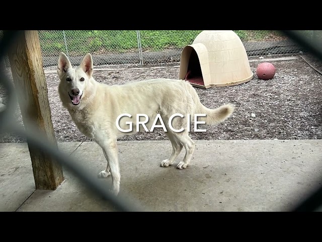 White shepherds (Gracie is adopted)