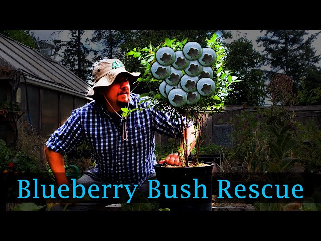 Rescuing A Blueberry Plant!