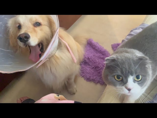 Dog and cat brothers beg for yogurt
