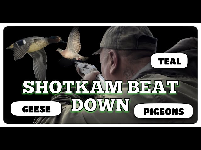 Shotkam beat down ,Duck & Goose shooting plus pigeon shooting with the Beretta A400 ACTION PACKED