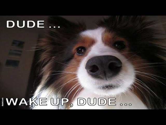 Cute Pets Waking Up Their Owners ⏰ Cute Cats and Dogs