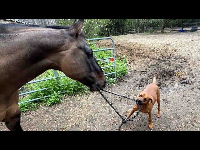 Horse and Dog playing tug of war. Horse wins.