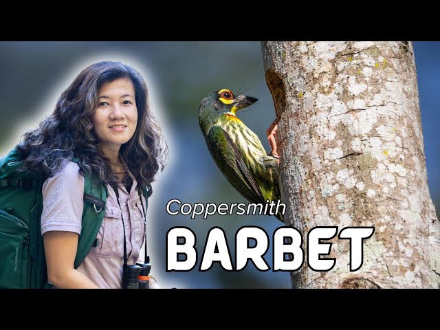 #BirdsofthePhilippines: Pokapok / Pokpok or Coppersmith Barbet (𝘗𝘴𝘪𝘭𝘰𝘱𝘰𝘨𝘰𝘯 𝘩𝘢𝘦𝘮𝘢𝘤𝘦𝘱𝘩𝘢𝘭𝘶𝘴)