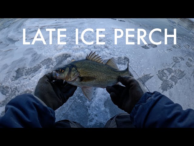 Late Ice Perch-Fest on the Jig-stick!