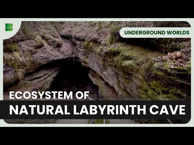 Discover Subterranean Ecosystems! - Underground Worlds - Documentary
