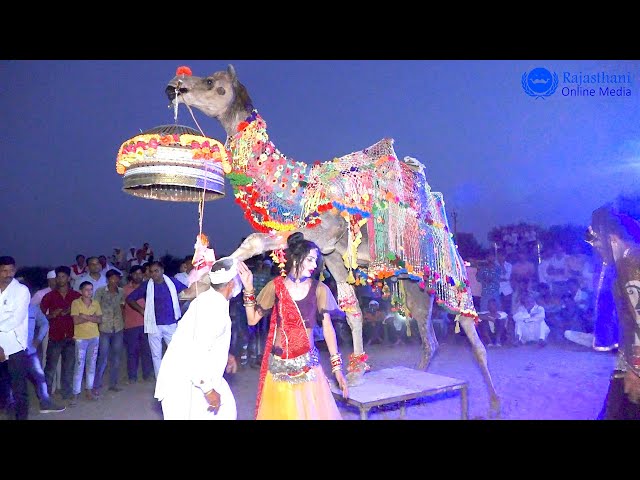राजस्थानी ऊंट का ऐसा डांस आप ने पहले कभी नहीं देखा होगा | New Marwadi Dj Song 2022 | New Camel dance