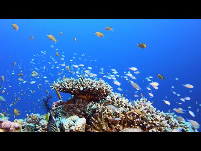 Young Entrepreneur Leads Global Movement to Preserve Coral Reefs