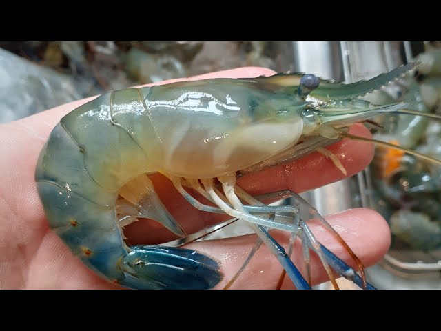 Farming fresh water PRAWNS (shrimp) in the U.S.A