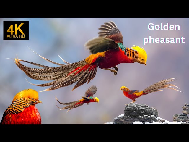 Golden pheasant 4k .beautiful animals