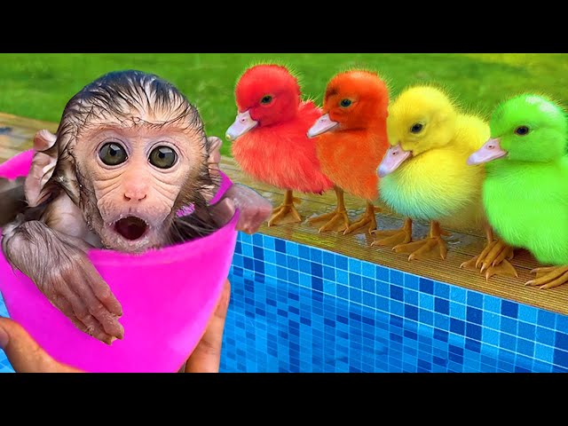 Monkey BonBon Swim with Cute Ducks and Eat Watermelon Ice Cream with a Cute Puppy - BonBon Farm