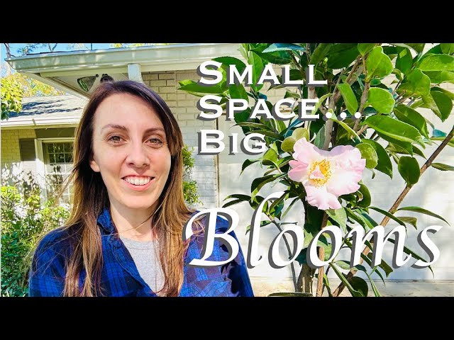 Bold Bloom Ideas for a Tiny Cottage Garden using Drought Tolerant Plants