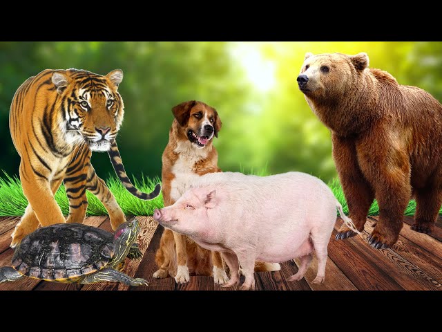 Relax with familiar animals - Pig, Dog, Bear, Tiger, Cat Animal sounds