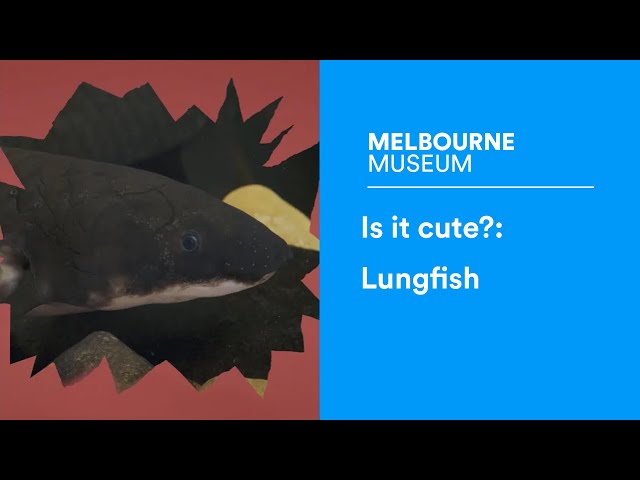 Is it cute? Lungfish, the fish that can breathe air