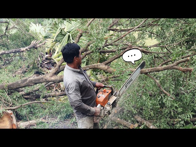Chainsaw Stihl Operator Cutting Big Tamarind Tree For Fire Wood