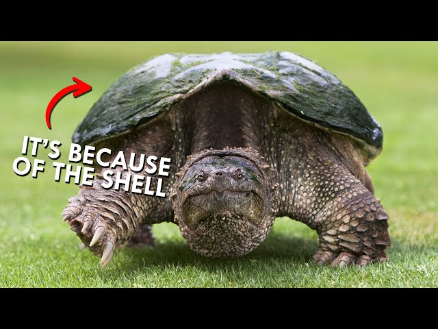 The Surprising Reason Snapping Turtles Can Bite Your Finger Off