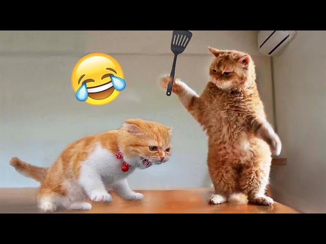 New Funny Cat and Dog Videos 😹🐶 Funniest Animals 🤣