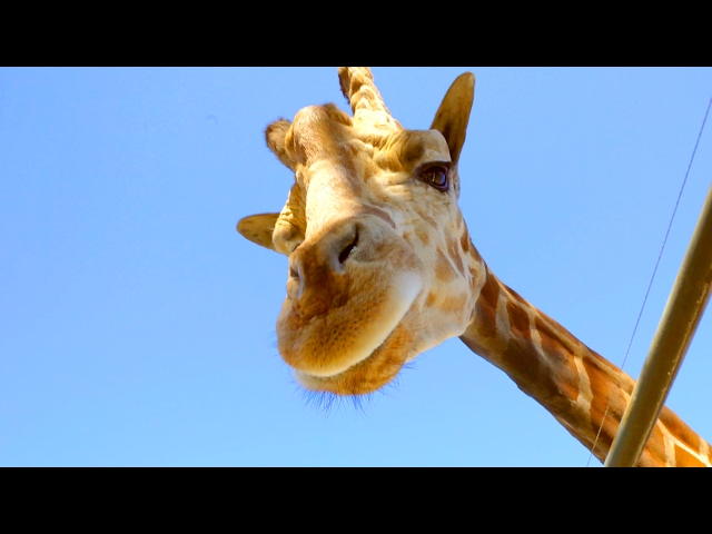 🍷 Giraffe Malibu Wine Safari!