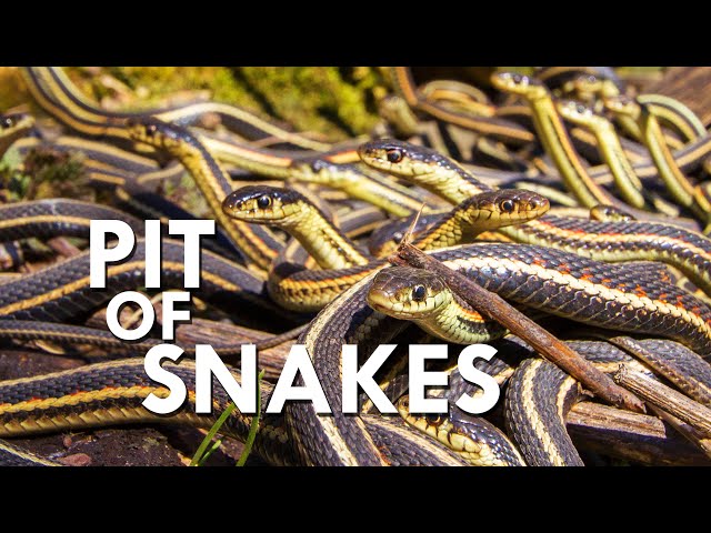This Pit Of 75,000 Venomous Snakes Might Be Your Worst Nightmare