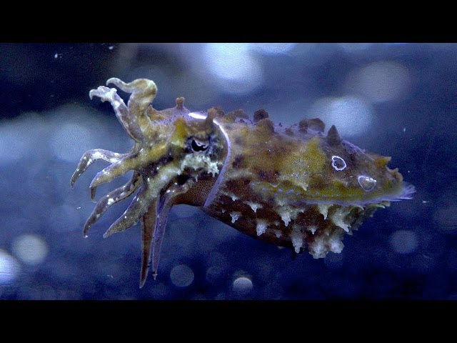 Caring for Cuttlefish