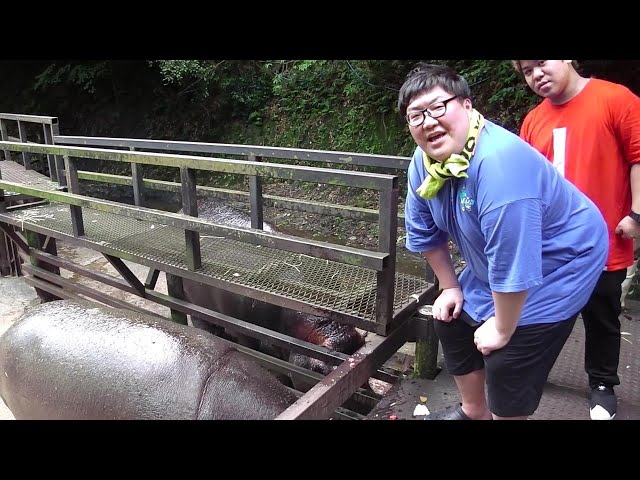 Youtuber "Dekakin" feeding Hippos