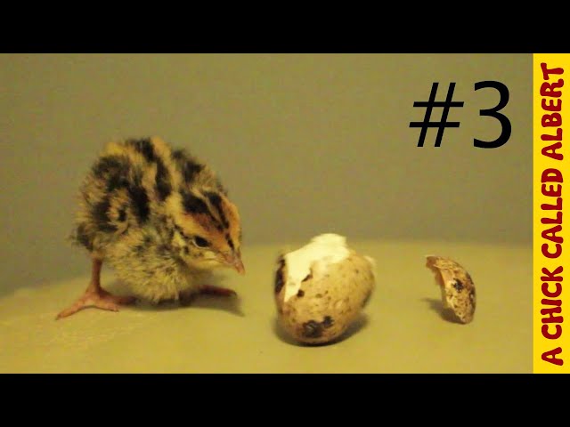 Little quail Albert eats his own egg