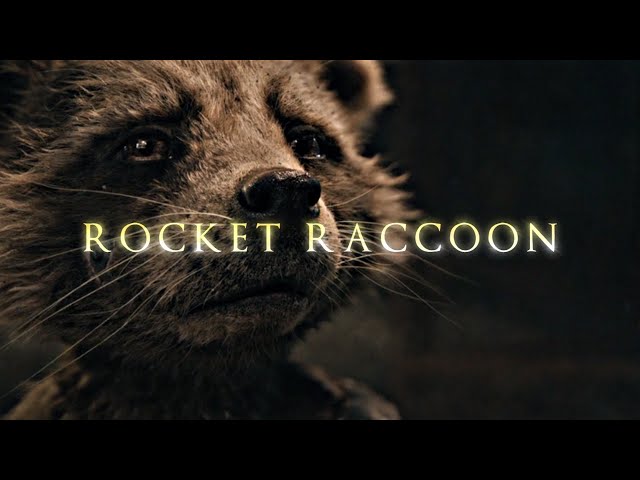 MARVEL | Rocket Raccoon